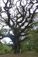 Patrick Blanc at the base of a huge Astropanax (syn. Schefflera) abyssinicus, the contorted branches heavily covered by epiphytes, Harenna forest, Bale NP, 2300 m asl, Ethiopia, Jan. 2019