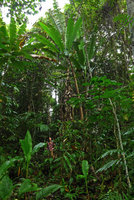 Patrick Blanc at the base of a huge wild banana, Musa peekelii, Madang, Papua New Guinea, March 2016