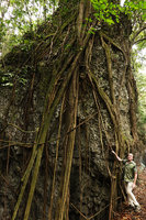 Patrick Blanc at the base of a limestone boulder covered by Ficus roots, Maros, South Sulawesi, June 2019