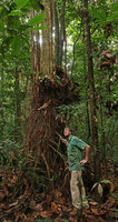 Patrick Blanc at the base of a multi stemmed tree suspended above the soil by its root system, Gunung Mulu NP, Sarawak, Borneo, Sept. 2018