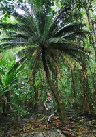 Patrick Blanc at the base of an old Cycas bougainvilleana on a small coral island, Nggatirana, Halisi, Solomon Islands, Sept. 2019