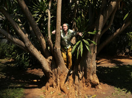Patrick Blanc at the base of an old Dracaena steudneri at the Latitude 13 hotel, Lilongwe, Malawi, Aug. 2017