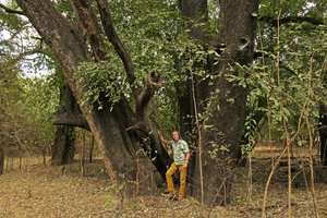Patrick Blanc at the base of an old multi trunked Diospyros mespiliformis, South Luangwa NP, Zambia, Sept. 2017