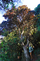 Patrick Blanc at the base of an old Rhododendron arboreum subsp. nilagiricum, Dodabetta peak, Ooty, Tamil Nadu, India, Jan. 2023