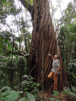 Patrick Blanc at the base of an old twisted trunk of an introduced Cupressus, Tijuca, Rio de Janeiro, Brazil, July 2012
