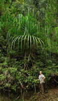 Patrick Blanc at the base of a Pandanus on vertical earth bank, Wara Barat, Palopo, South Sulawesi, June 2019