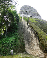 Patrick Blanc at the base of a ruin wall densely covered by Begonia sericoneura and Tradescantia spathacea under the Temple 5, Tikal, Guatemala, Jan. 2020