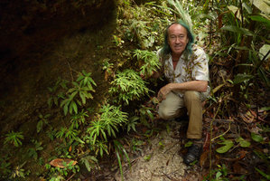 Patrick Blanc at the base of a seeping rock covered by 3 different species of Codonoboea and Sauvagesia serrata, Harau valley, West Sumatra, Dec. 2016