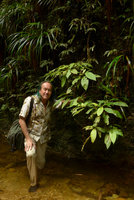 Patrick Blanc at the base of a seeping rock with a shrubby Phyllagathis related to the Malayan P. tuberculata, Harau valley, West Sumatra, Dec. 2016