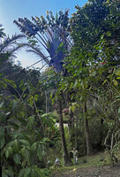 Patrick Blanc at the base of a tall old Ravenala blancii, probably a survivor of the primary forest in the park of the Vakona Forest Lodge, Andasibe, Madagascar, Aug. 2024