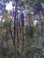 Patrick Blanc at the base of a tall Ravenala blancii in forest understory, Anjozorobe Angavo, 1350 m asl, Madagascar, Aug. 2024