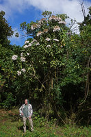 Patrick Blanc at the base of a tall Vernonia amygdalina in full bloom, Bale NP, 2300 m asl, Ethiopia, Jan. 2019