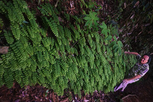 Patrick Blanc at the base of a vertical earth bank covered with Adiantum lunulatum, way to Sanje waterfall, Udzungwa NP, Tanzania, Jan. 2021