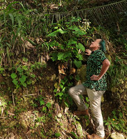 Patrick Blanc at the base of a vertical limestone earth bank, observing the much branched inflorescence of Begonia popenoei, an escaped Central American species, base of Buntu Burake, Tana Toraja, South Sulawesi, June 2019