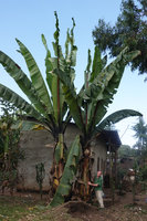 Patrick Blanc at the base of Ensete ventricosum, Dodola, Oromia, Ethiopia, Jan. 2019