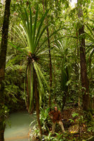 Patrick Blanc at the base of monocaulous Pandanus joskei bearing lateral inflorescences at the base of the leaf rosette, Colo-I-Suva, Viti Levu, Fiji, Aug. 2016