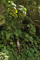 Patrick Blanc at the base of the huge Begonia parviflora, green leaf form, Manu NP, Peru, Aug 2014