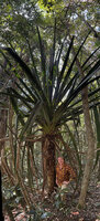 Patrick Blanc at the base of the huge leaved main stem of a young Pandanus pulcher, Anamalazoatra FR, Madagascar, Aug. 2024