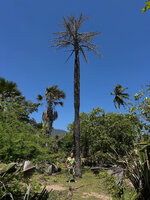 Patrick Blanc at the base of the monocarpic palm Corypha utan, dead after the terminal fructification, Hera, Dili, Timor-Leste, Aug. 2026