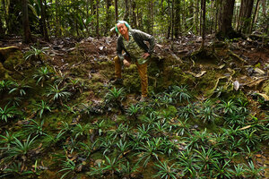 Patrick Blanc at the top of an almost vertical rocky forest stream bank covered by a dense population of Blechnum obtusatum, Riviere Bleue, New Caledonia, Aug. 2023