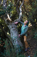 Patrick Blanc at the trunk base of an old Rhododendron arboreum subsp. nilagiricum, Dodabetta peak, Ooty, Tamil Nadu, India, Jan. 2023