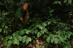 Patrick Blanc behind a Begonia melinauensis population, Gunung Mulu NP, Sarawak, Borneo, Sept. 2018
