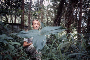 Patrick Blanc behind a big Arisaema leaf, Meo village, Doi Pui, Chiang Mai, Thailand, Aug. 1987