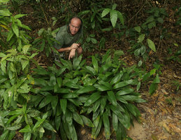 Patrick Blanc behind a big clump of Peliosanthes teta subsp. humilis, Macleod Is.,Tanintharyi, Myanmar, Jan. 2018