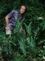 Patrick Blanc behind a big form of Alocasia longiloba, Pacitan, Java, May 2018