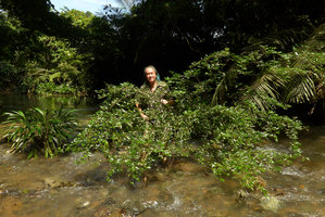 Patrick Blanc behind  Dicranopygium cf. testaceum and Calliandra coriacea in their rheophytic habitat, Terco, Nuqui, Choco, Colombia, Nov. 2016