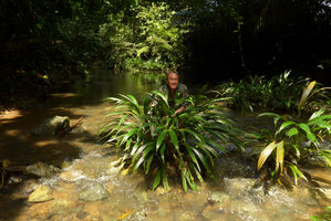 Patrick Blanc behind Dicranopygium cf. testaceum in its rheophytic habitat, Terco, Nuqui, Choco, Colombia, Nov. 2016