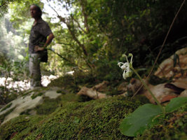 Patrick Blanc behind a flowering Argostemma pictum, Taman Negara, Malaysia, Aug 2011