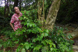 Patrick Blanc behind a flowering clump of Elatostema australe, Biausevu, Viti Levu, Fiji, Aug. 2016