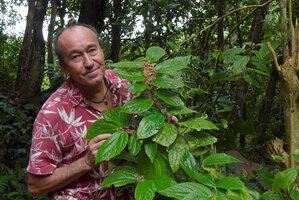 Patrick Blanc behind a flowering clump of Elatostematoides australis, Biausevu, Viti Levu, Fiji, Aug. 2016