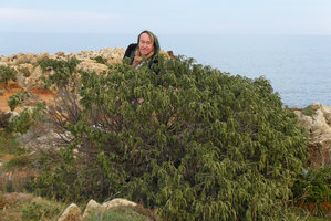 Patrick Blanc behind a healthy Thymelaea hirsuta shrub, La Garoupe, Antibes, France, Nov 2015