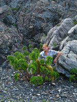 Patrick Blanc behind a huge Boehmeria biloba, Shikoku, Japan, Aug 2008