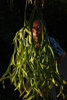 Patrick Blanc behind a Platycerium coronarium frond, Railay, Krabi, Thailand, Dec 2015