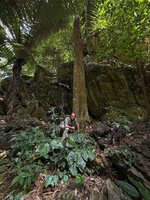 Patrick Blanc behind a population of Monophyllaea horsfieldii, each plant reduced to its giant shiny macrocotyledon, Ipoh, Malaysia, Sept. 2025
