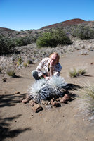 Patrick Blanc behind Argyroxiphium sandwicense, Hawaii, Jan. 2008
