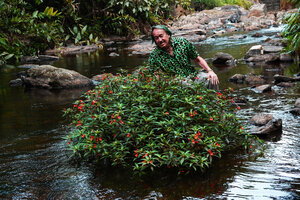 Patrick Blanc behind a rock covered by Impatiens verticillata, a rheophytic species, Munnar, Kerala, India, Jan. 2023