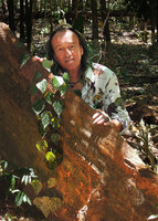 Patrick Blanc behind a silver pink mottled form of the Piper fragile and Piper ornatum complexe, climbing on tree buttresses, Tangkoko, North Sulawesi, Aug. 2015