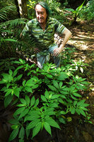 Patrick Blanc behind a strongly anisophyllous Pilea, Ram Tzul Natural Reserve, Baja Verapaz, Guatemala, Jan. 2020