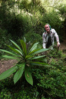 Patrick Blanc behind a young Lobelia giberroa and in background the bamboo Yushania (syn. Arundinaria) alpina, Harenna forest, Bale NP, 2800 m asl, Ethiopia, Jan. 2019