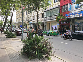 Patrick blanc behind the densely planted base of a street tree, Ho Chi Minh City, Vietnam, Nov. 2019