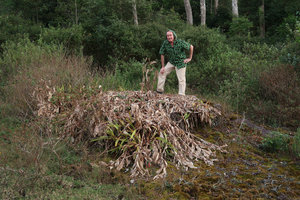 Patrick Blanc behind the dry leafy stems of Hedychium ellipticum on an exposed sandstone slab, persisting  thanks to its fleshy storage rhizomes, Phu Hin Rong Kla NP, Phitsanulok, Thailand, Nov. 2018