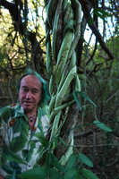 Patrick Blanc behind the twining stems of Stictocardia tiliifolia, Domaine de Deva, New Caledonia, Aug. 2023