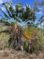 Patrick Blanc between the much floriferous short petioled Ravenala agatheae and the long petioled Ravenala sp. nov. Gold and Green, Maromaniry, Nosy Be, Madagascar, Aug. 2024