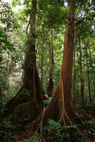 Patrick Blanc between tree buttresses, Gunung Mulu NP, Sarawak, Borneo, Sept. 2018