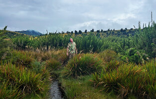 Patrick Blanc between tussocks of Garnotia exaristata in foreground and the erect small bamboo Kuruna densifolia in the patana at Horton Plains, Sri Lanka, Nov. 2024
