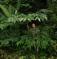Patrick Blanc between two Amorphophallus leaves, Phang Nga, Thailand, June 2019